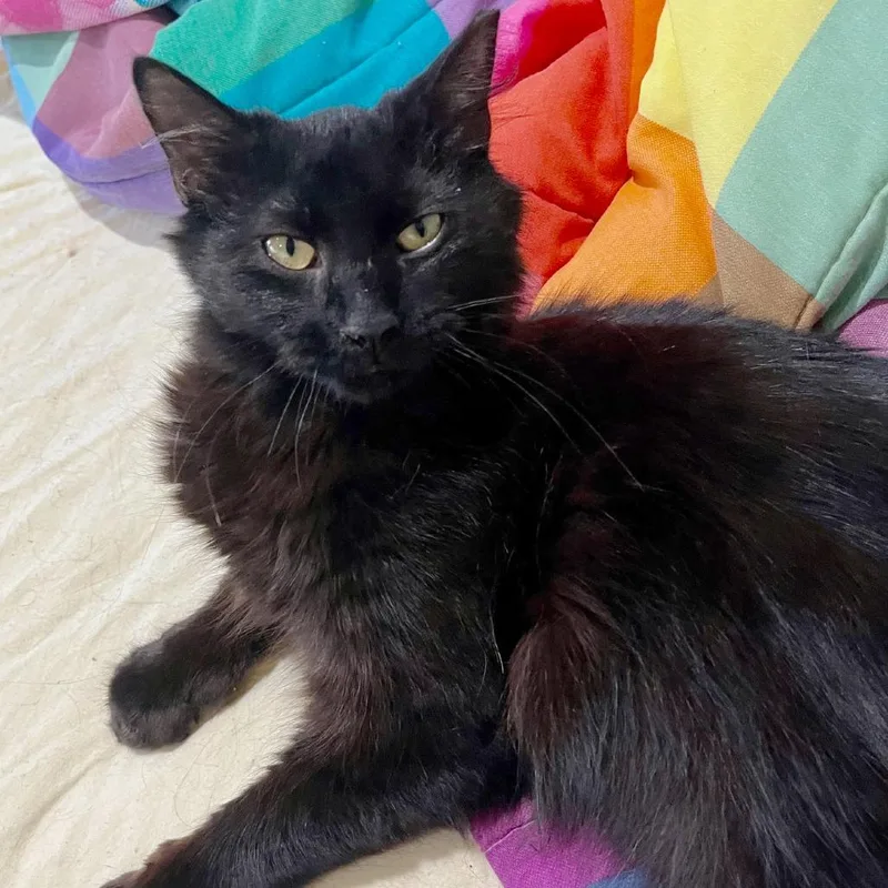 Cinderella thumbnail 3