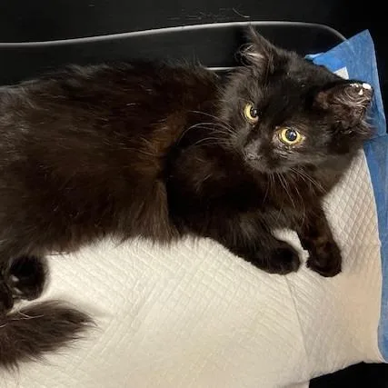 Cinderella thumbnail 4