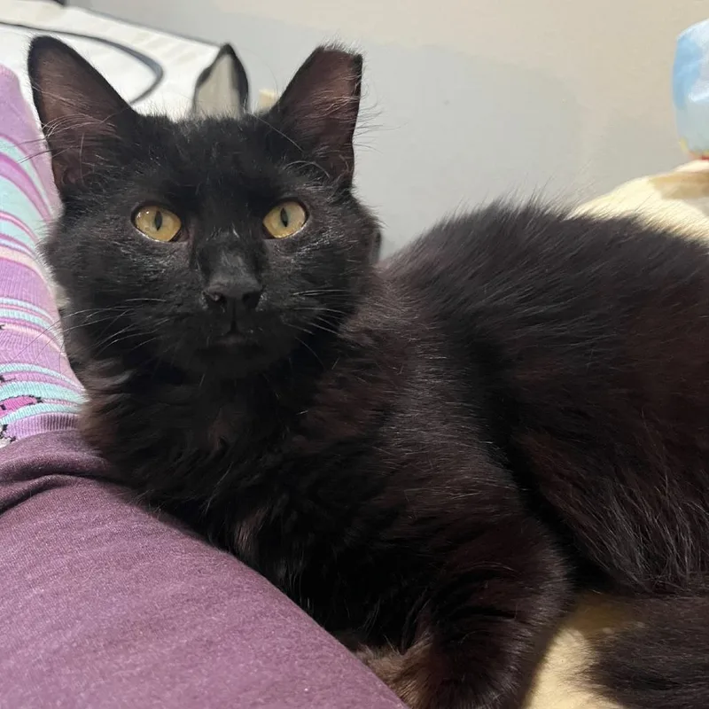 Cinderella thumbnail 6