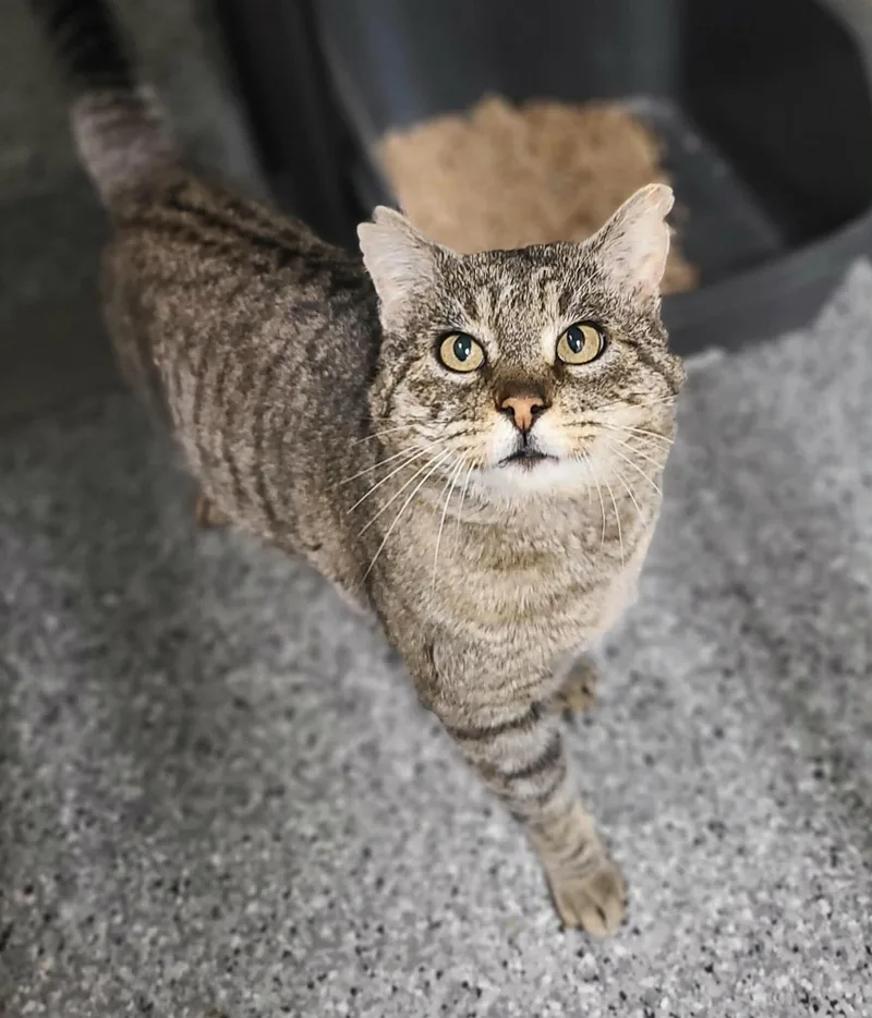 Paraffin thumbnail 2