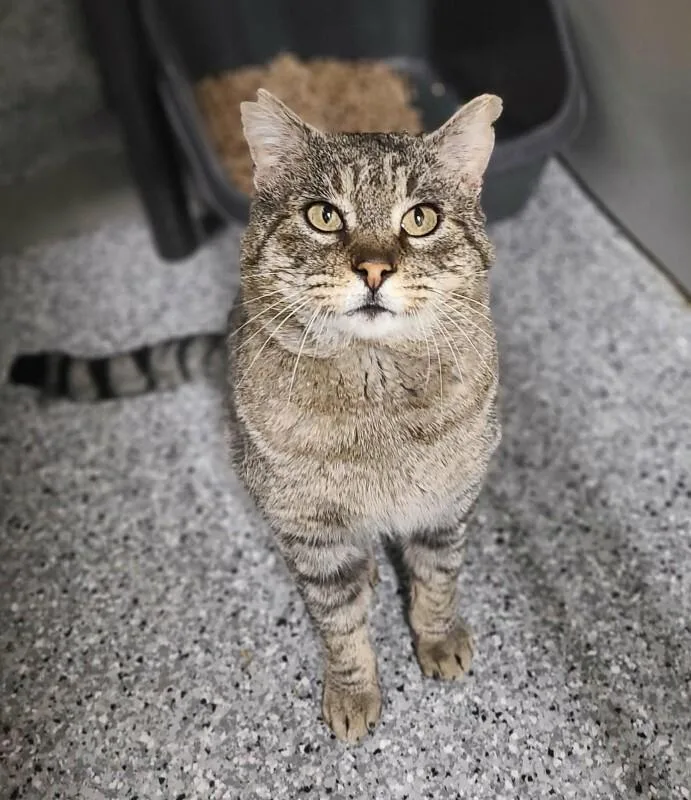 Paraffin thumbnail 3