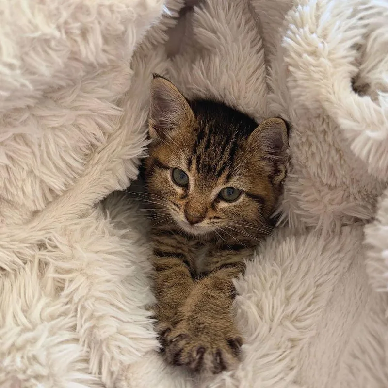 Valentine thumbnail 2