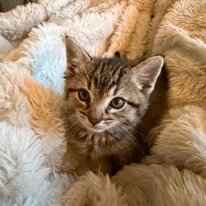 Valentine thumbnail 3