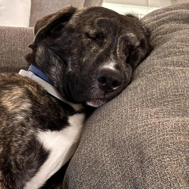 Leonardo thumbnail 3