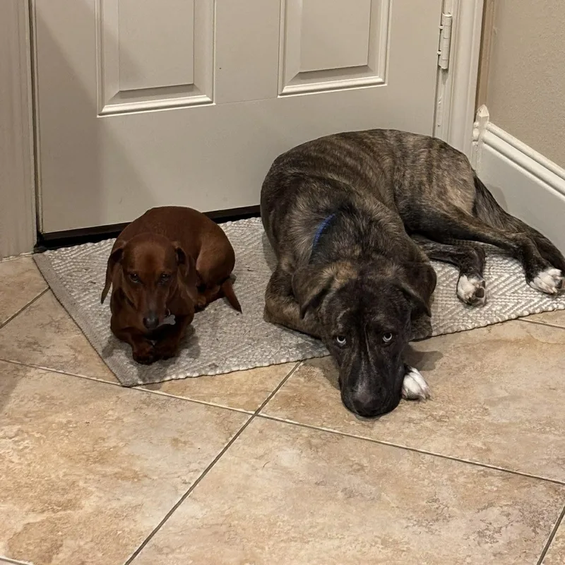 Leonardo thumbnail 4