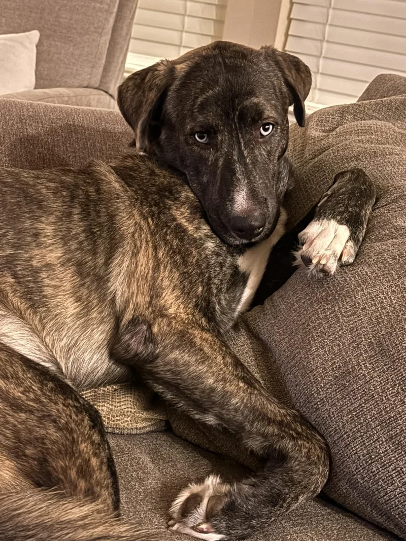 Leonardo thumbnail 5