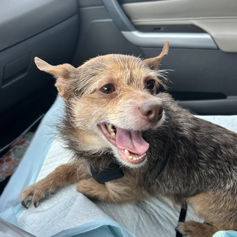 Theodore thumbnail 4