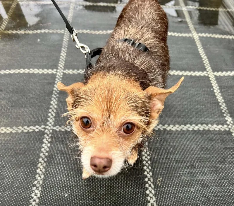 Theodore thumbnail 5