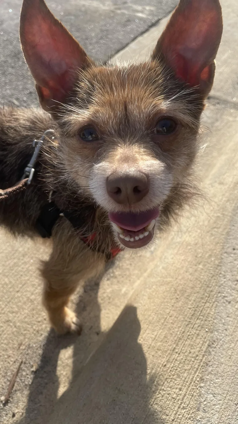 Theodore thumbnail 6