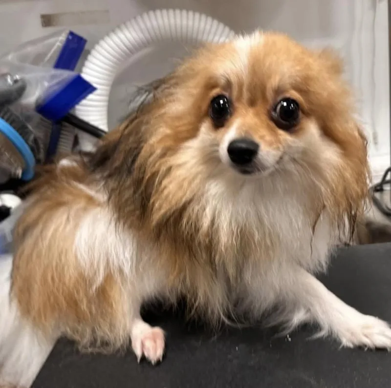 A young small-sized male Yellow / Tan / Blond / Fawn Pomeranian dog named Benito for adoption in Santa Rosa, CA