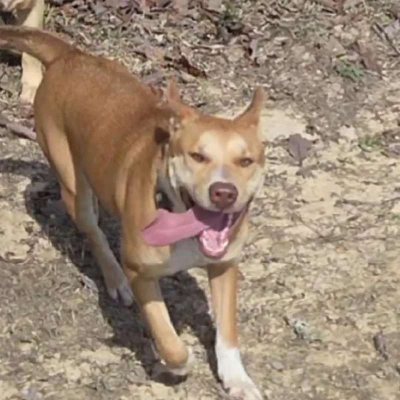 Pretty Girl thumbnail 4