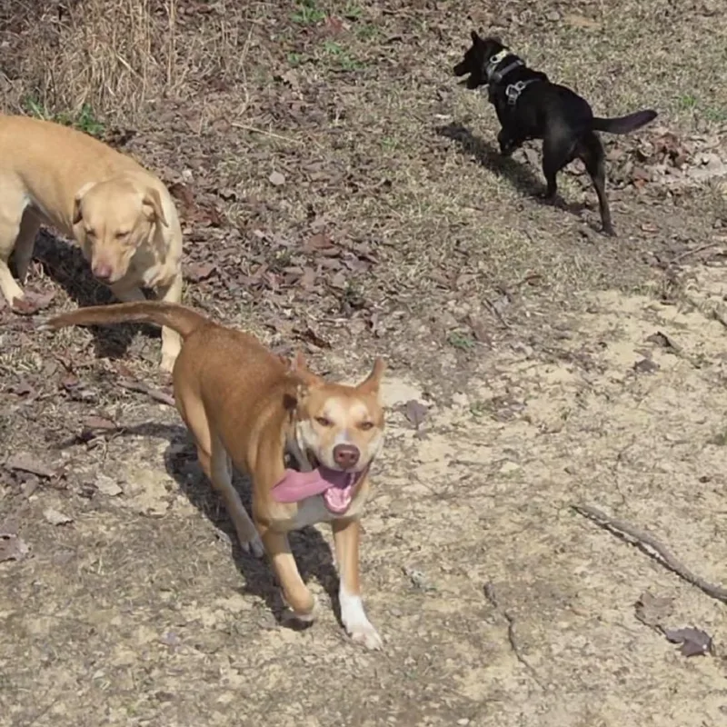 Pretty Girl thumbnail 5