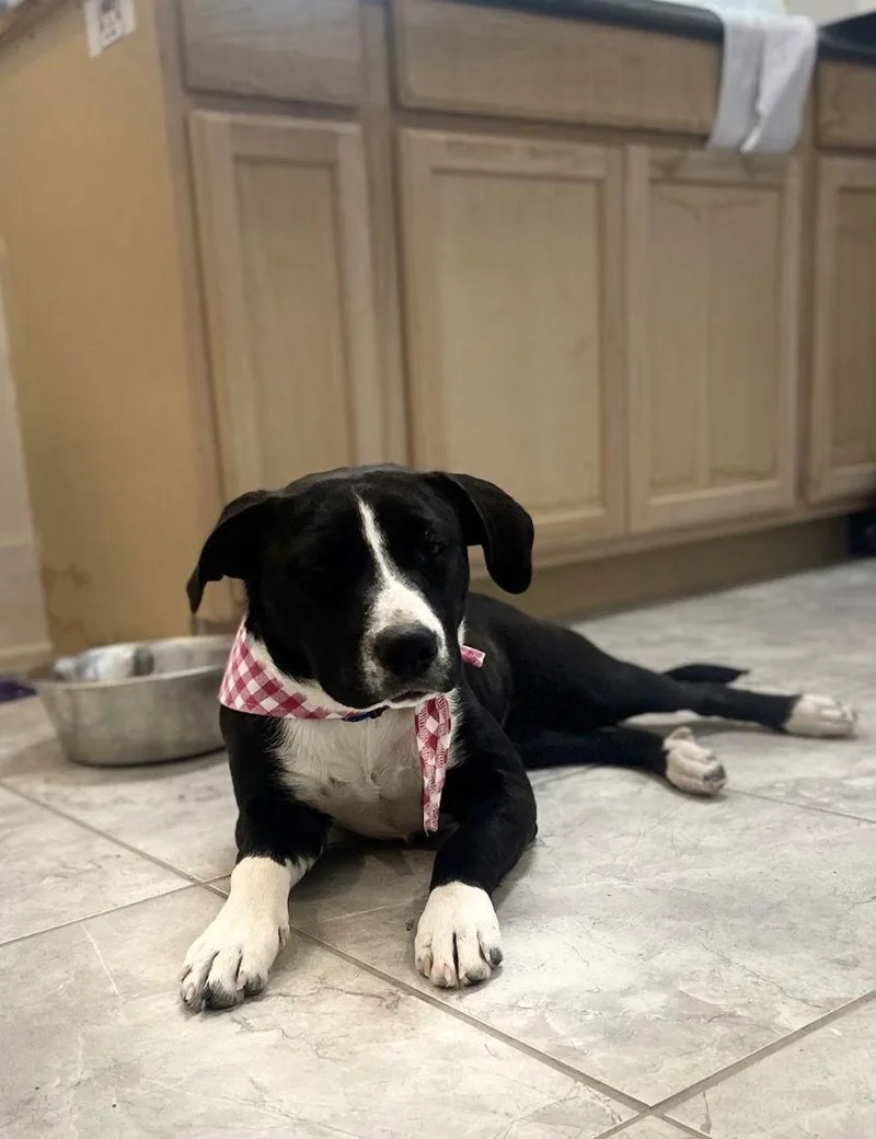 Olive Lonestar thumbnail 2