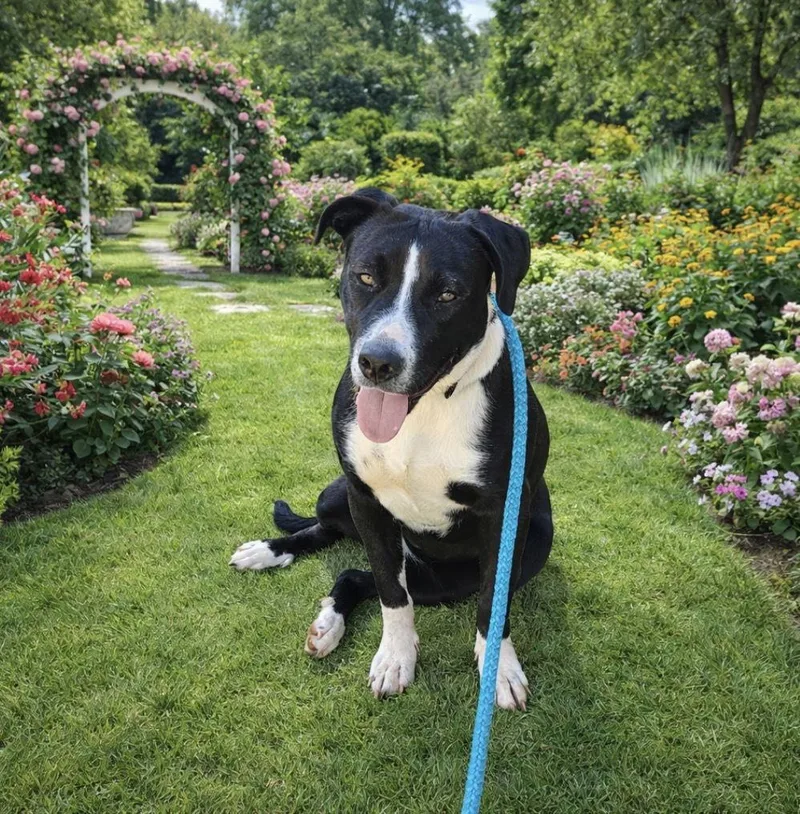 Olive Lonestar thumbnail 3