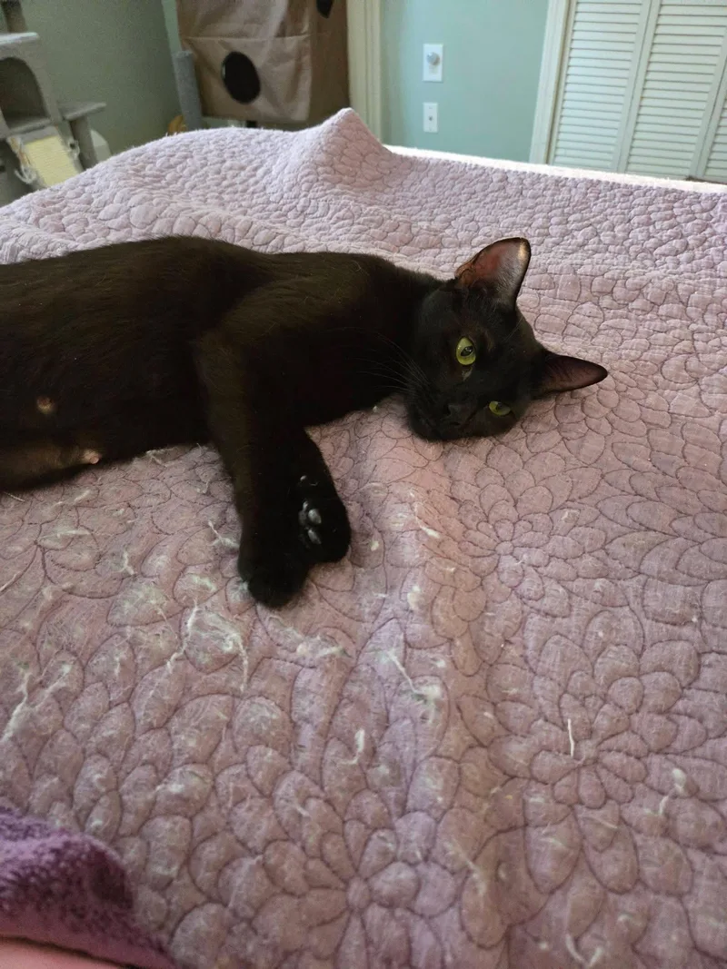 Snickers thumbnail 2