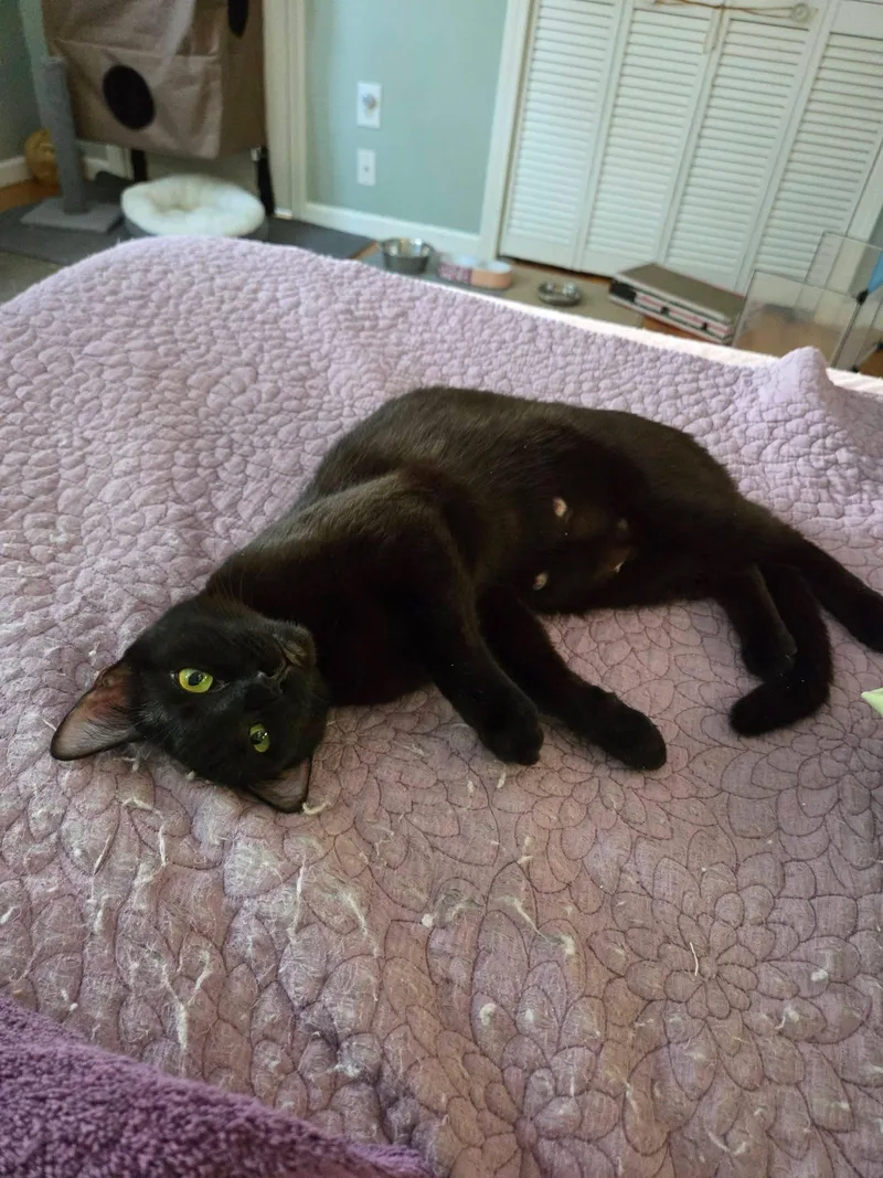 Snickers thumbnail 3