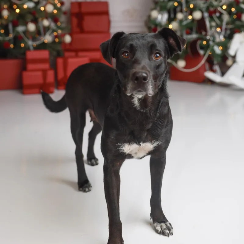 Juliette thumbnail 3