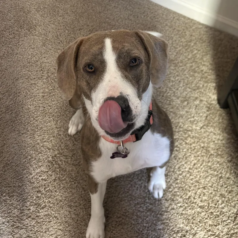 Olympic Torch thumbnail 2