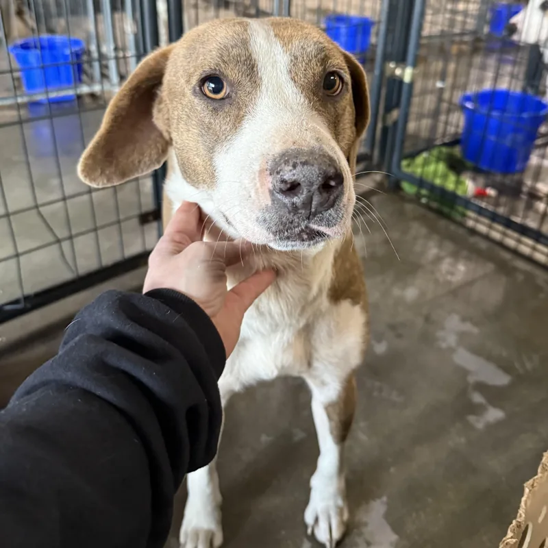 Olympic Torch thumbnail 3