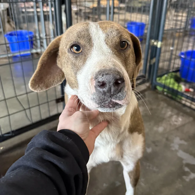 Olympic Torch thumbnail 5