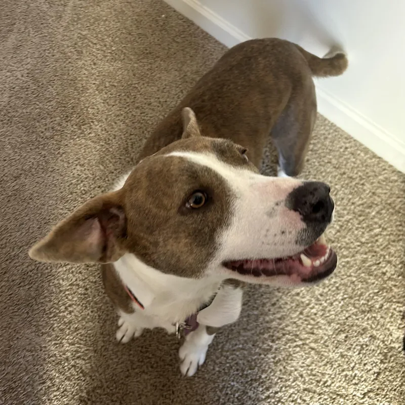 Olympic Torch thumbnail 6