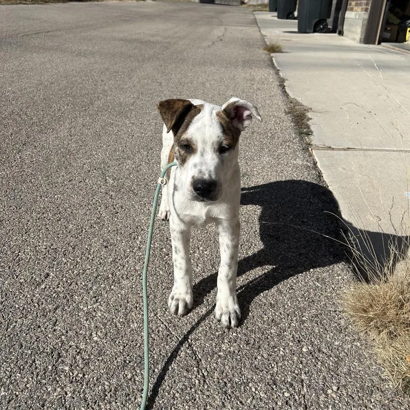 Fwt Benji Bottoms thumbnail 2