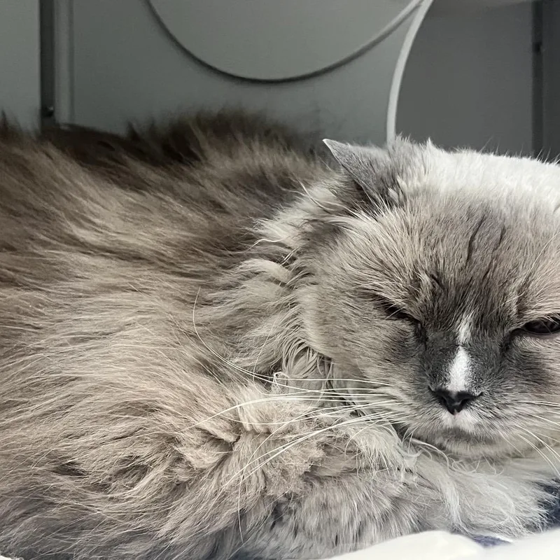 Finnegan thumbnail 2