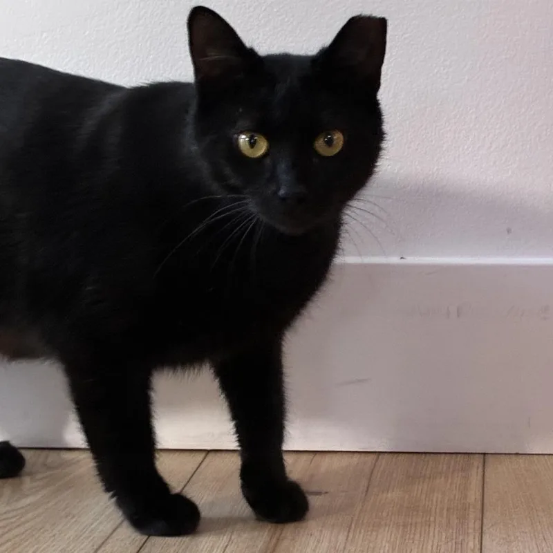 Happy Meal thumbnail 2