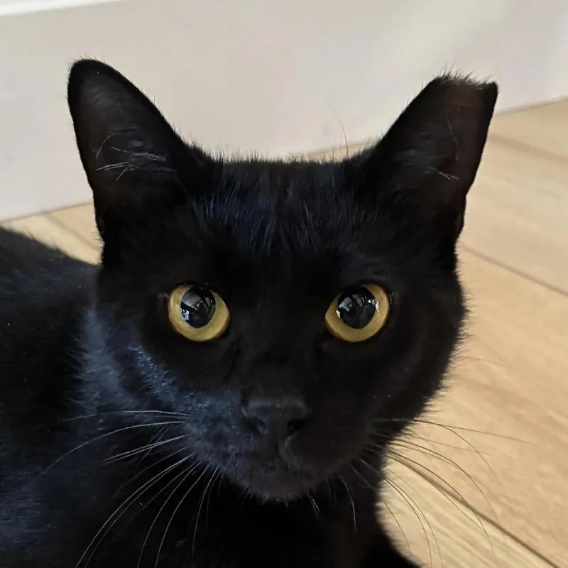 Happy Meal thumbnail 3