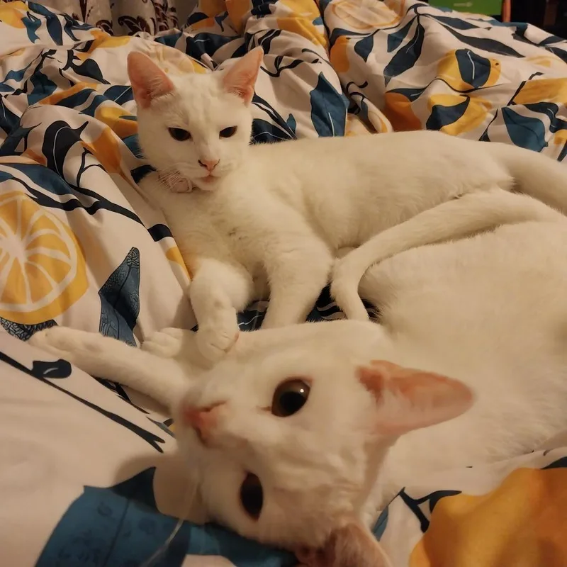 Catalina thumbnail 2