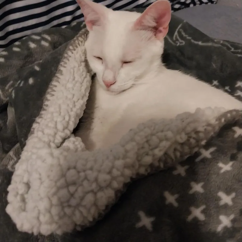 Catalina thumbnail 3