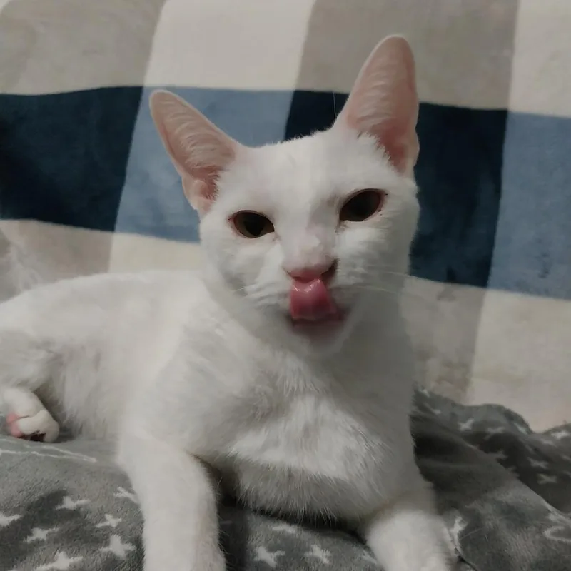 Catalina thumbnail 4