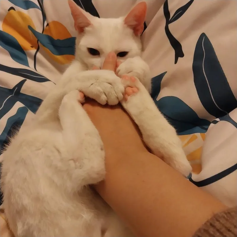 Catalina thumbnail 5