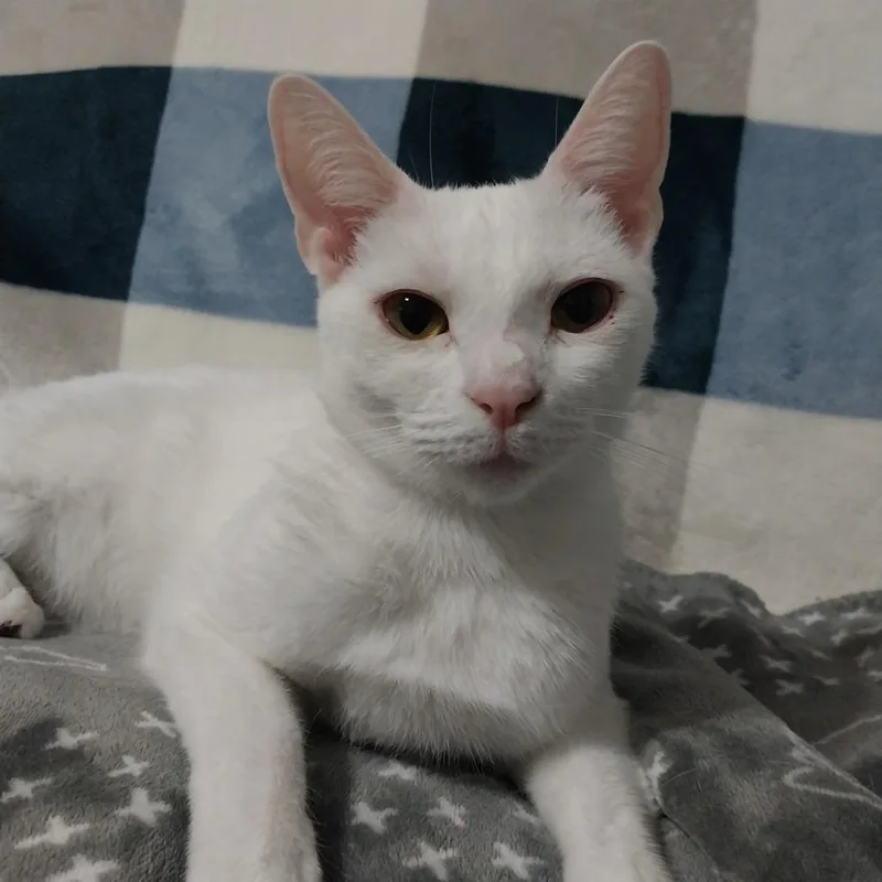 Catalina thumbnail 6