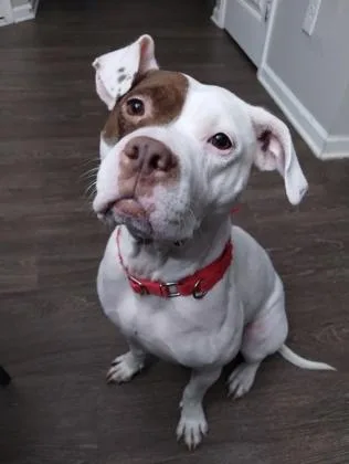 An adult medium-sized female Mixed Breed dog named Barda for adoption in Atlanta, GA