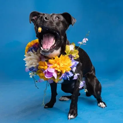 Coco Nibbles thumbnail 2