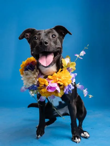 Coco Nibbles thumbnail 3