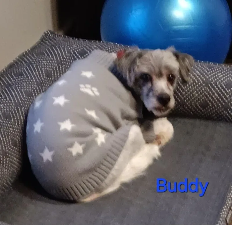 Buddy