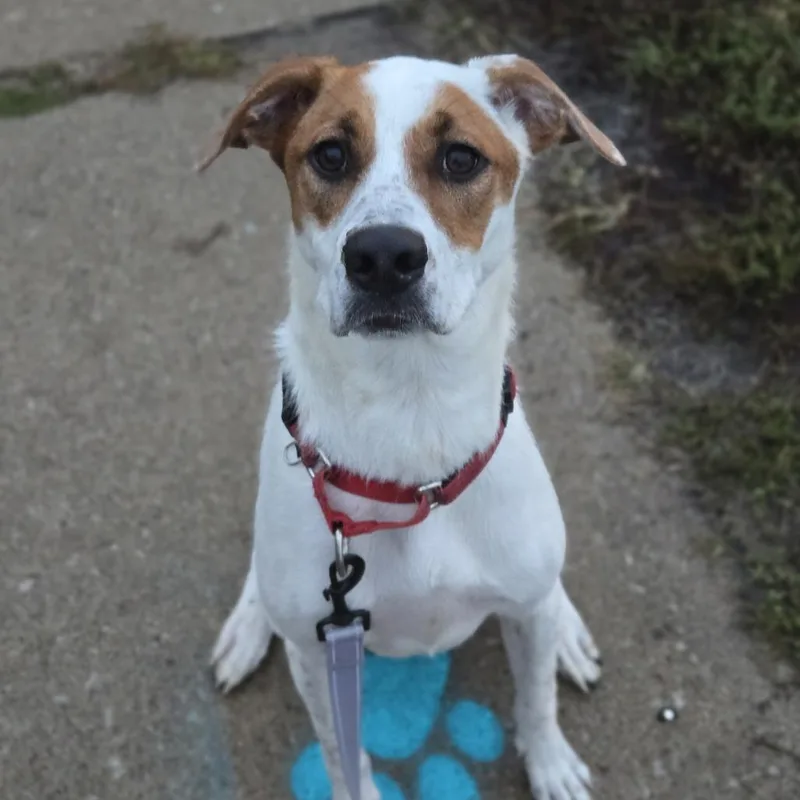 Star Crunch thumbnail 2