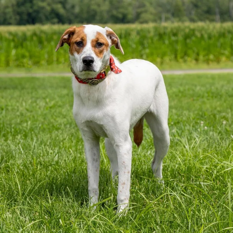 Star Crunch thumbnail 4