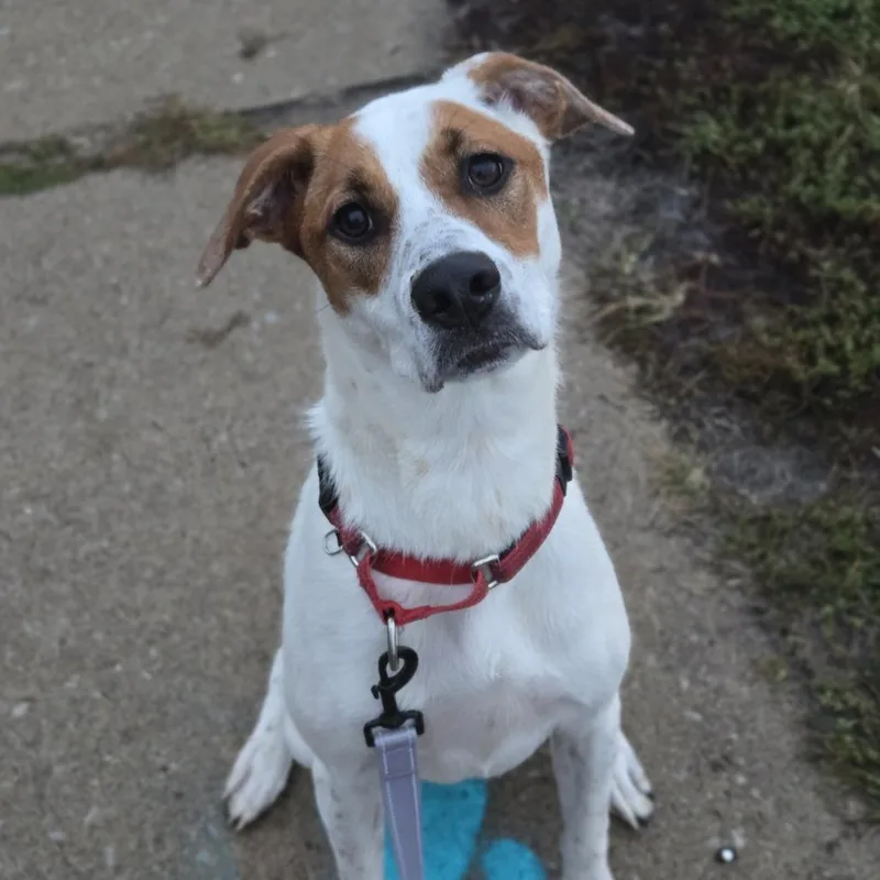 Star Crunch thumbnail 5