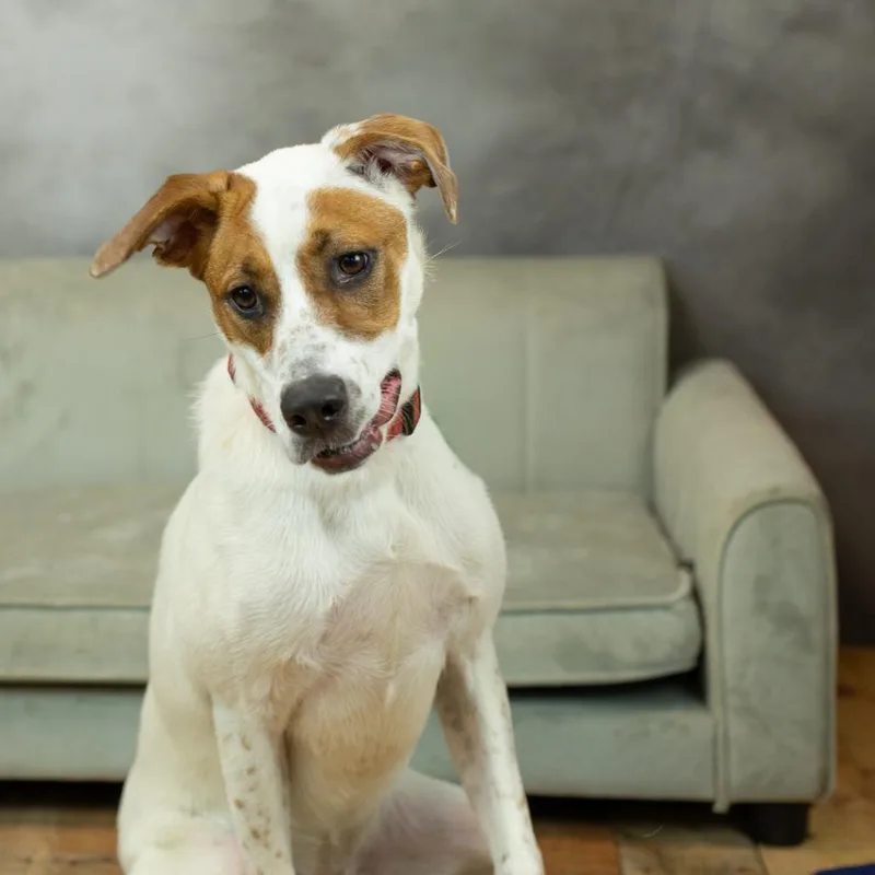 Star Crunch thumbnail 6