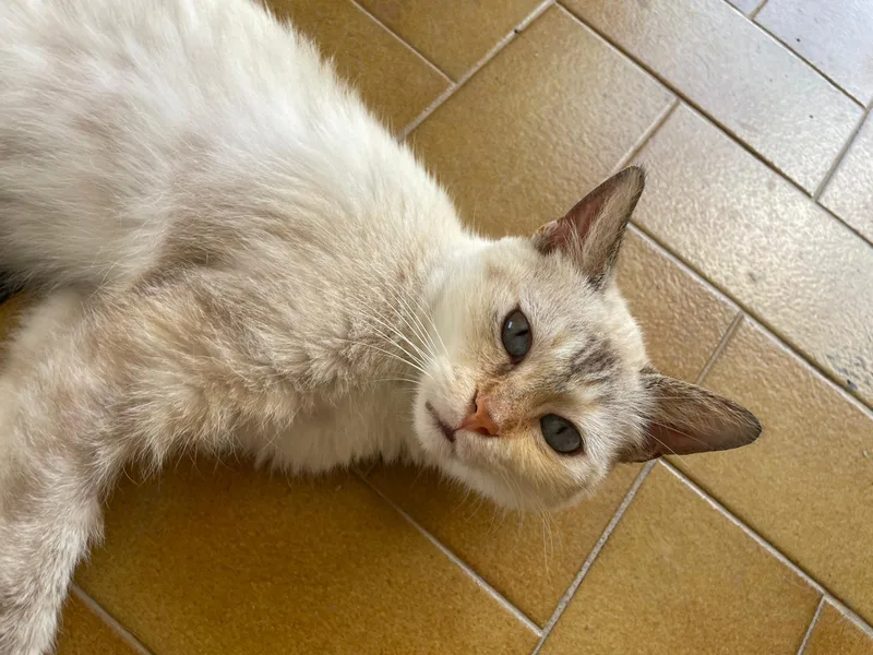 Victoria thumbnail 2