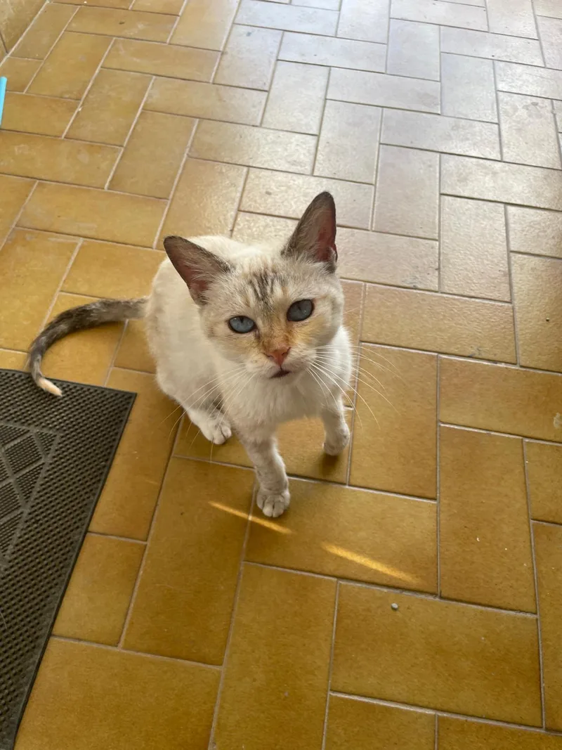 Victoria thumbnail 3