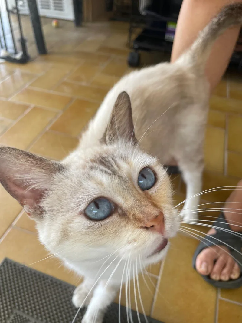 Victoria thumbnail 4