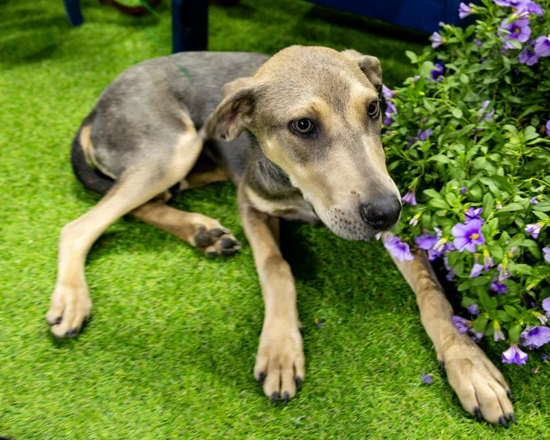 Doc Mcgee Ns thumbnail 4