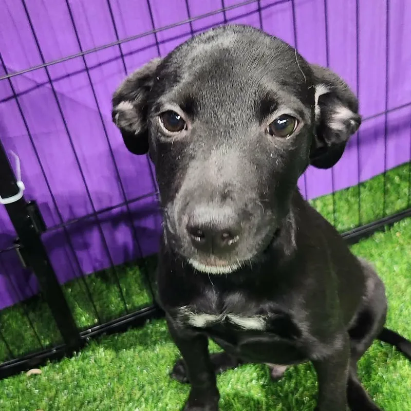 Schwartz Al thumbnail 2