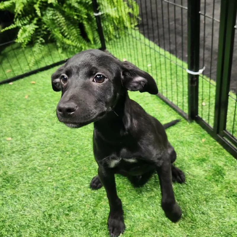 Schwartz Al thumbnail 3