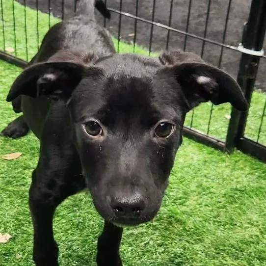 Schwartz Al thumbnail 4