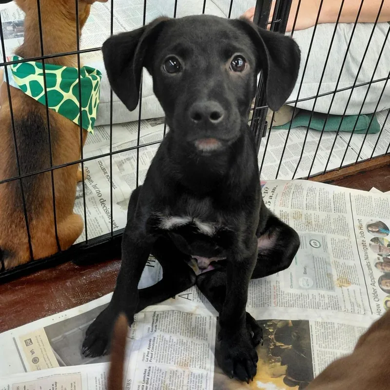 Schwartz Al thumbnail 5